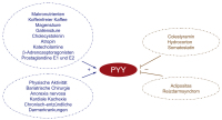 Abbildung 1: PYY-Produktion