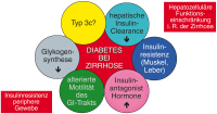 Abbildung 1: Hepatogene Diabetes