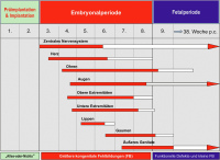 Abbildung 2: Embryonalentwicklung-Teratogene