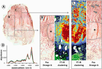 Figure 2A-D: FT-IR imaging