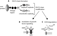 Figure 1a-c: Glycosaminoglycans and Glioma Invasion