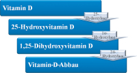 Abbildung 1: Vitamin-D-Stoffwechsel