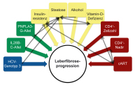 Abbildung 1: Risikofaktoren-Lebererkrankung