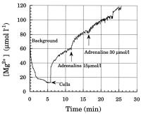 Figure 2: Magnesiumefflux - Atrium