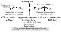 Figure 1: Mitochondrien - Permeabilitt