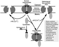 Figure 3: Mitochondrien - Permeabilitt