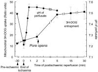 Figure 4: Mitochondrien - Permeabilitt