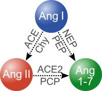 Abbildung 1: Angiotensine-Enzyme
