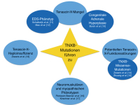 Abbildung 4: TNXB-Mutationen
