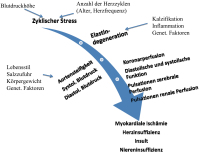 Abbildung 2: Aortensteifigkeit