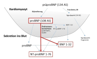 Abbildung 2: NT-proBNP - BNP