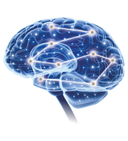 Abbildung 1: Brain. Novartis Pharma GmbH
