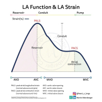 Abbildung 1: LA-Strain