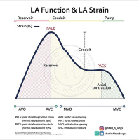 Abbildung 2: LA-Funktion und LA-Strain 