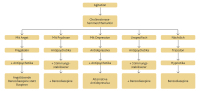 Abbildung 1: Therapieschema