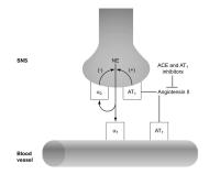 Figure 2: Sympathisches Nervensystem - Blutgef