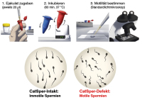 Abbildung 1: CatSper-Tests