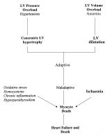 Figure 2: Kardiomyopathie