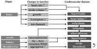 Figure 2: SNS-beraktivitt - kardiovaskulre Erkrankung
