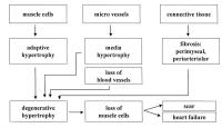 Figure 3: SNS-beraktivitt - Hypertrophie