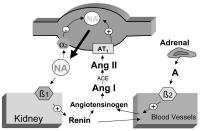 Figure 4: Noradrenalin - Angiotensin II