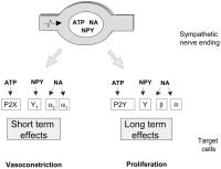 Figure 5: SNS - Co-Transmitter