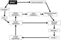 Figure 1: Hyperinsulinmie - Insulinresistenz