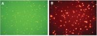 Abbildung 2A-B: Endotheliale Progenitorzellen