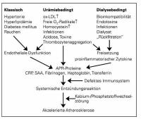 Abbildung 1: Atherosklerose - Risikofaktoren