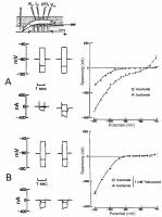 Abbildung 3A-B: Kalium - transmembranre Leitfhigkeit