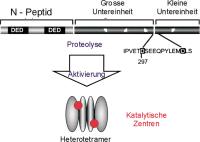 Abbildung 1: Caspase-Aktivierung