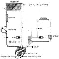 Figure 2: Langendorff-Apparat