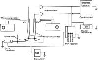 Figure 1: Myokard - Kalzium