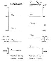 Figure 3: Myokard - Kalzium