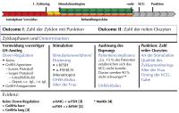 Abbildung 1: IVF-Behandlungsphasen - Outcome