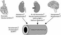 Abbildung 1: Endothelin - Kardiovaskulres System