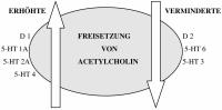 Abbildung 1: Cholinerges - Dopaminerges System