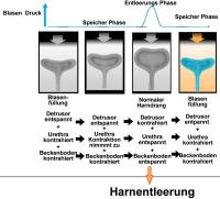 Abbildung 2: Blasenentleerungszyklus