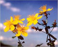 Abbildung 1: Hypericum perforatum