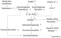 Abbildung 2: Pathogenese - Knochenverlust  - Mann