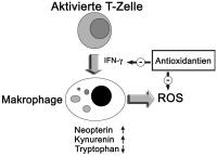 Abbildung 1: Th1-Typ-Zytokin Interferon-γ (IFN-γ)