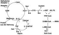 Abbildung 1: Homocystein - Metabolismus