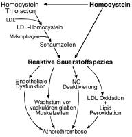 Abbildung 5: Homocystein - Atherothrombose