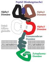 Abbildung 1: HLA-Klasse-1 - Zelloberflchenantigen