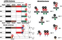 Abbildung 2: HLA-G-Isoformen