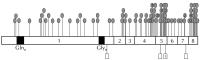 Abbildung 2: AR-Gen - Mutation