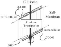 Abbildung 1: Glukosetransporter