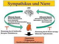 Abbildung 1: Sympathikus und Niere