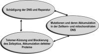 Abbildung 1: Alterungsmechanismen