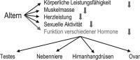 Abbildung 4: Alter - Hormonale nderungen